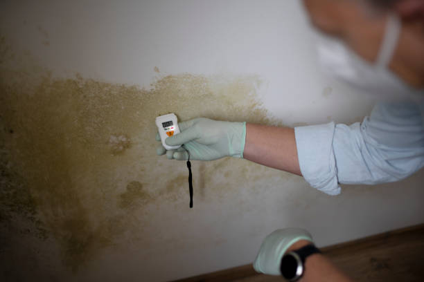 Best DIY Mold Remediation Support Services in Union Grove, WI