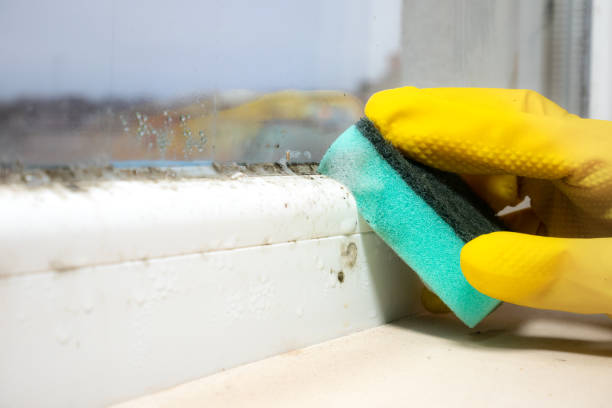 Best Mold Testing and Inspection Services in Union Grove, WI